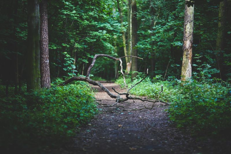 Canva-Forest-path-scaled_a-min Move – Facilitated Eco Therapy Walks