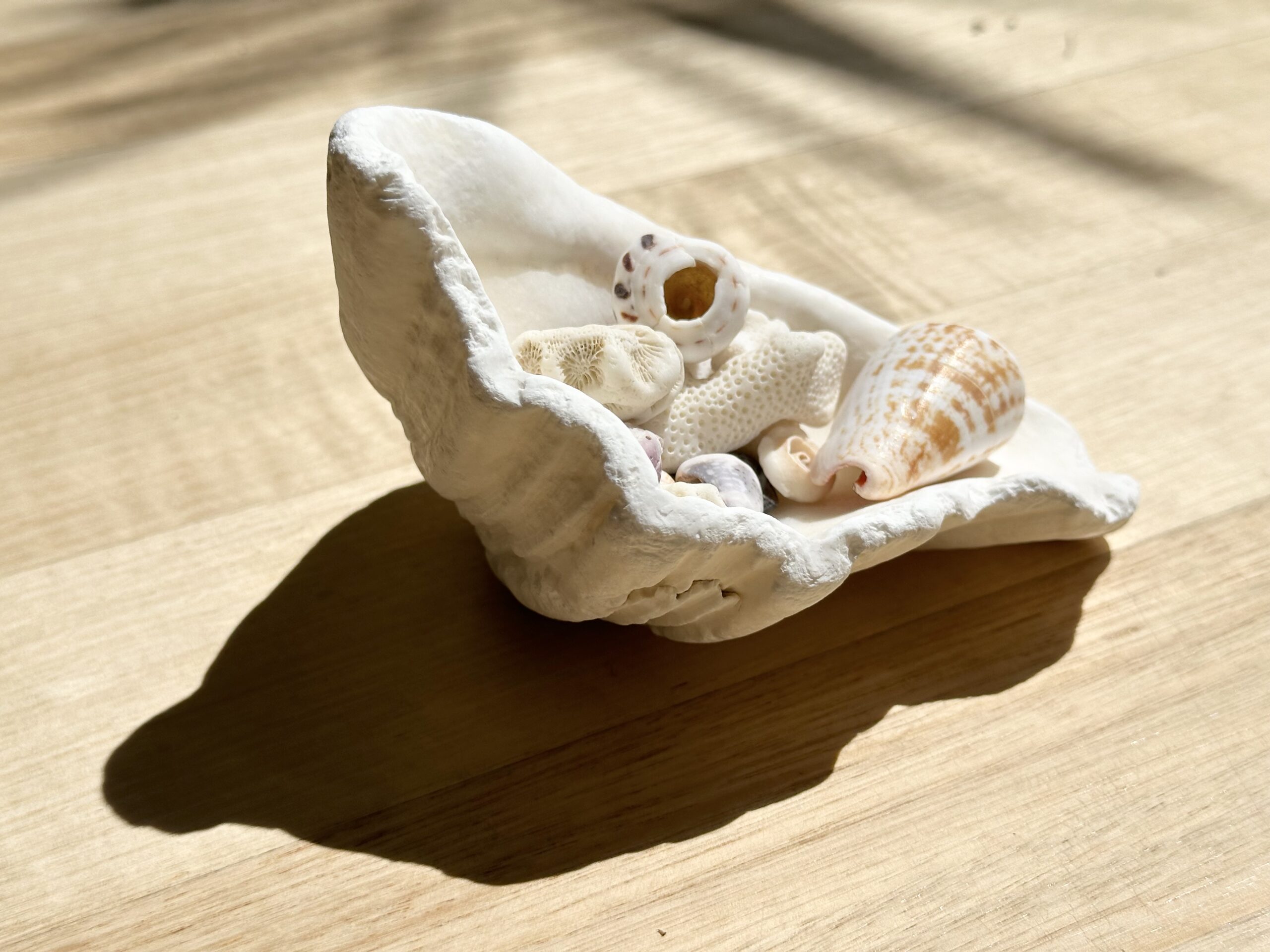 Shell Holding Shells Shell Holding Shells